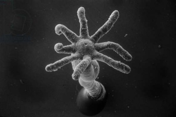 Kraken darknet зеркала кракен обход