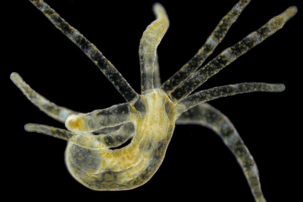 Кракен официальная ссылка kraken torion